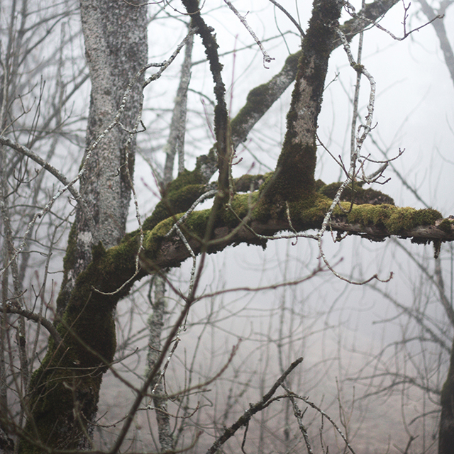 Haut-Jura : brume gelée