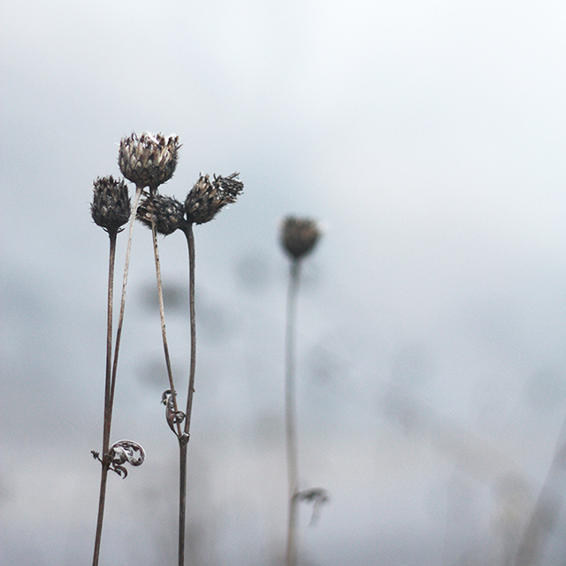 Haut-Jura : brume gelée