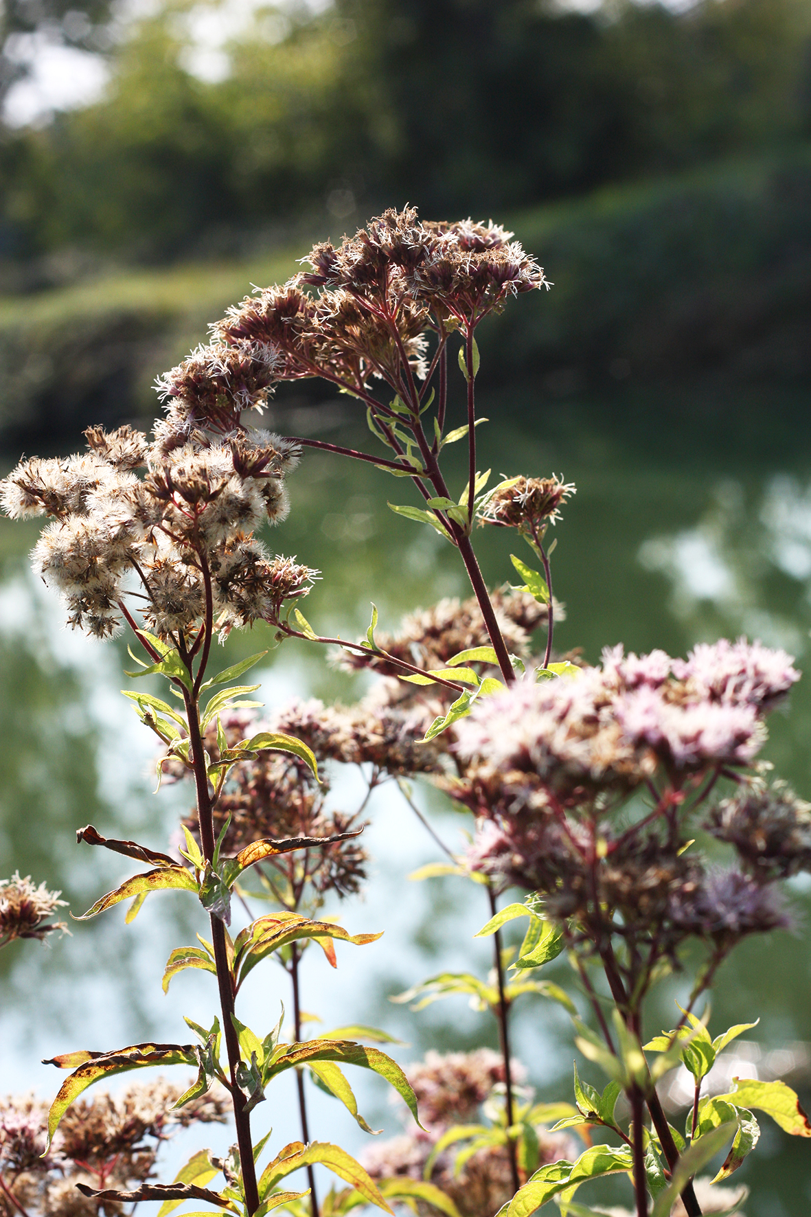 Canal du doubs